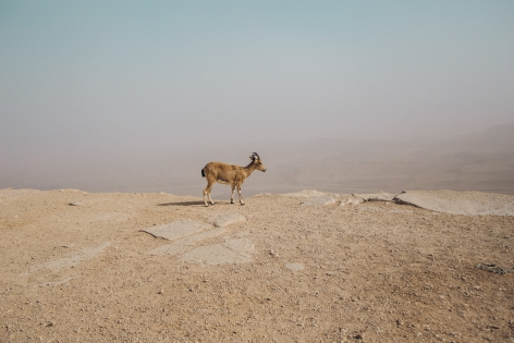  October 25, 2018. Mitzpee Ramon. Israel.  An ibex, a kind of wild goat living in the desert. Between the antelope and the ibex, this animal lives mainly in the immense cliffs of the Mitzpe Ramon crater and in the desert expanses of the Negev.
25 octobre 2018. Mitzpe Ramon. Israel. Un ibex, ou bouquetin du Nubie,  sorte de ch?vre sauvage vivant dans le d?sert. Entre l'antilope et le bouquetin, cet animal vit surtout dans les immenses falaises du crat?re de Mitzpe Ramon et dans les ?tendues d?sertique du N?guev.
