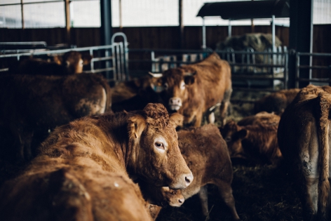 TG4057232 Un troupeau de vaches dans une grange.